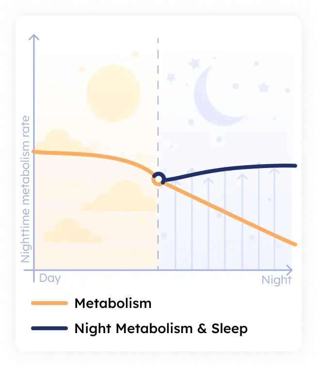 Nighttime metabolism forecast