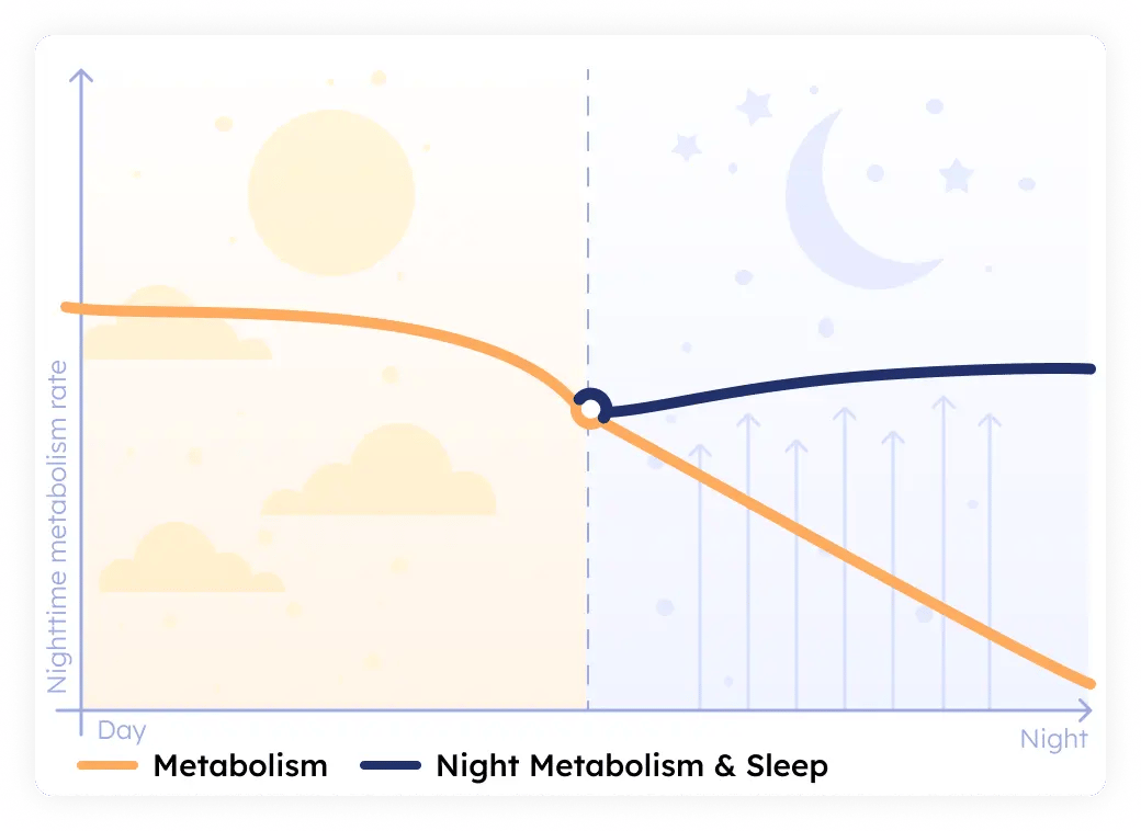 Nighttime metabolism forecast